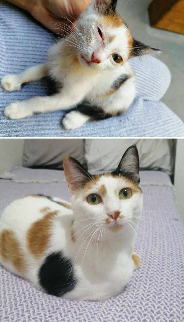 Cats Before And After Adoption (29 pics)