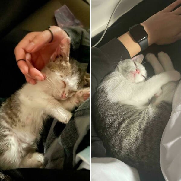 Cats Before And After Adoption (29 pics)