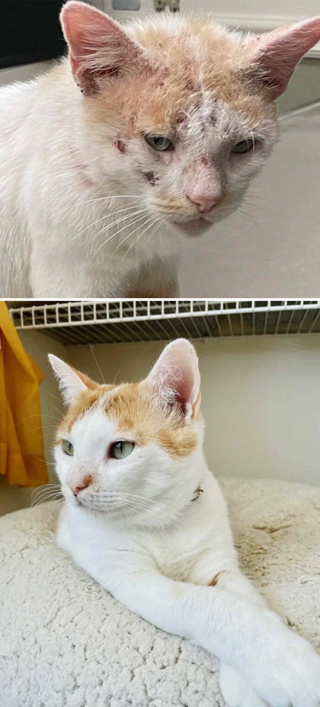 Cats Before And After Adoption (29 pics)