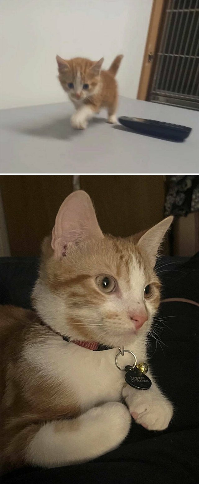 Cats Before And After Adoption (29 pics)