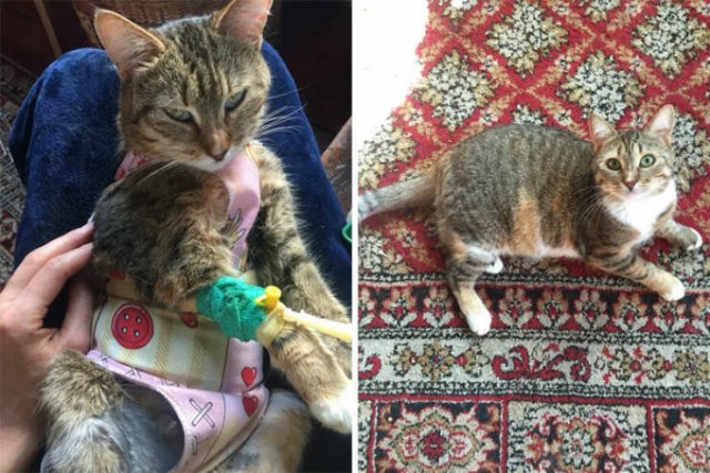 Cats Before And After Adoption (29 pics)