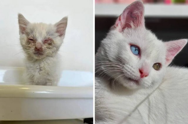 Cats Before And After Adoption (29 pics)