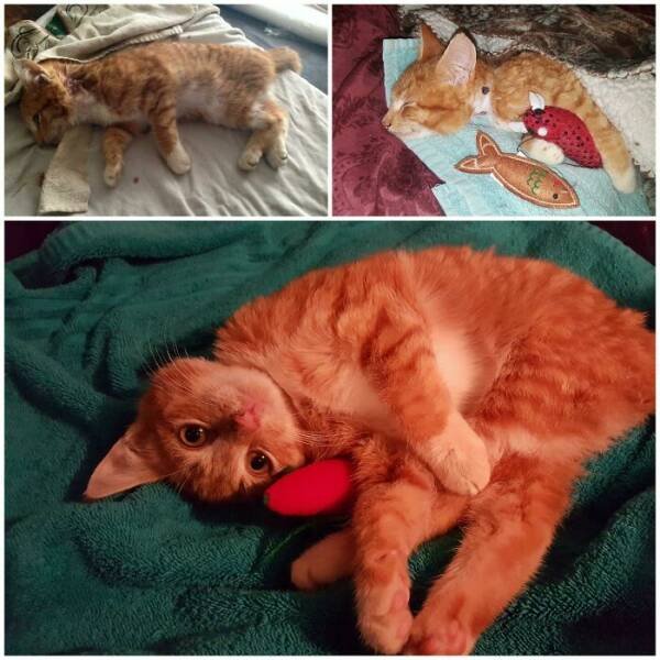 Cats Before And After Adoption (29 pics)