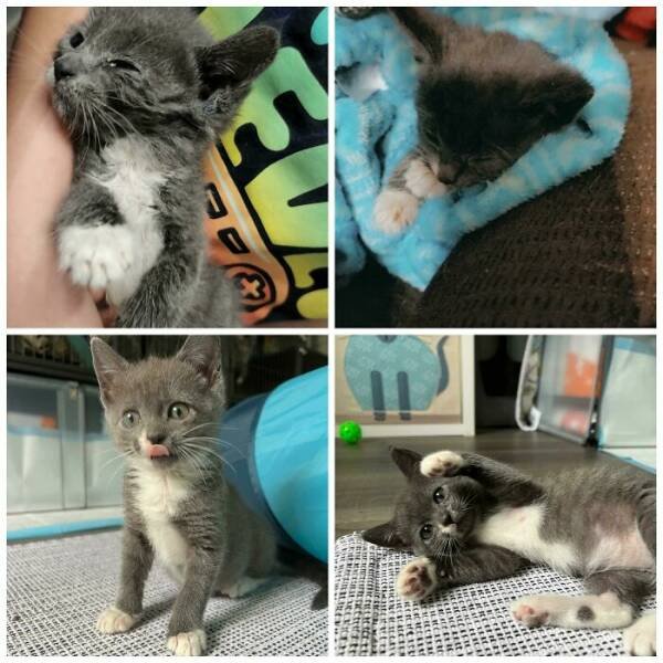 Cats Before And After Adoption (29 pics)