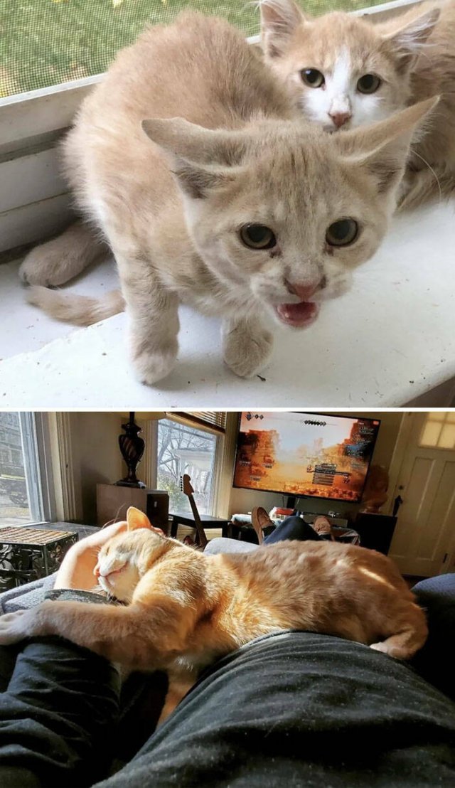 Cats Before And After Adoption (29 pics)