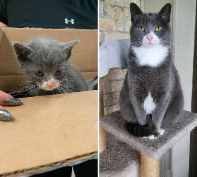 Cats Before And After Adoption (29 pics)