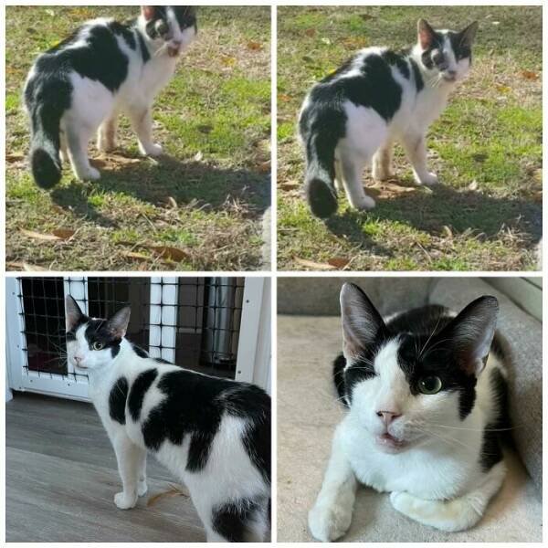 Cats Before And After Adoption (29 pics)