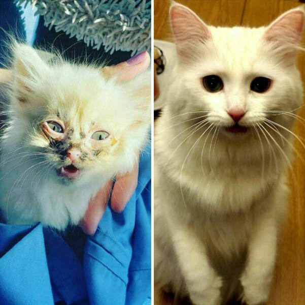 Cats Before And After Adoption (29 pics)