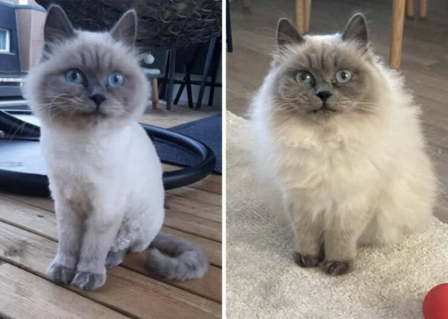 Cats Before And After Adoption (29 pics)