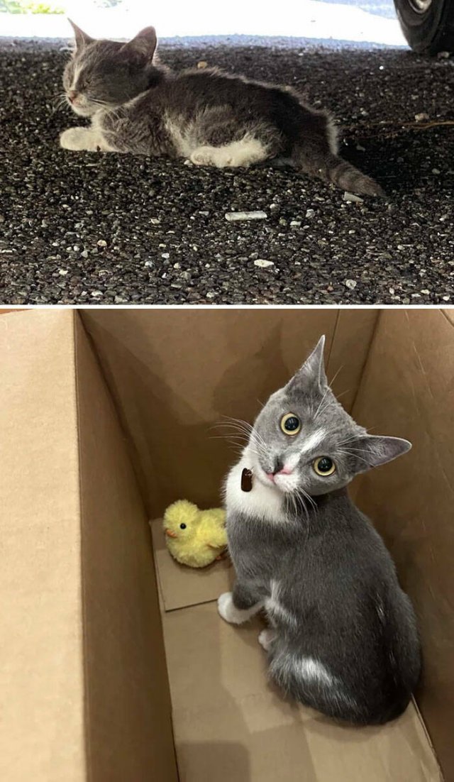 Cats Before And After Adoption (29 pics)