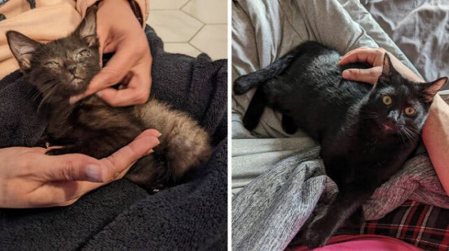 Cats Before And After Adoption (29 pics)