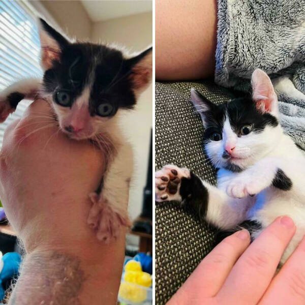 Cats Before And After Adoption (29 pics)