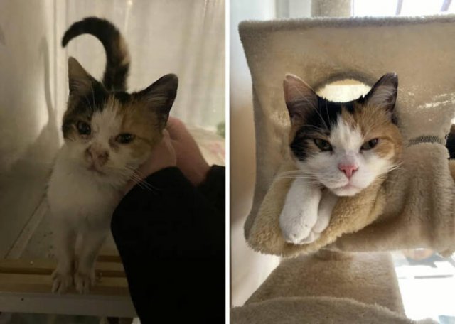 Cats Before And After Adoption (29 pics)