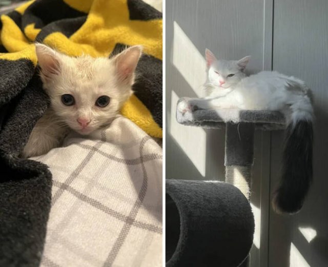 Cats Before And After Adoption (29 pics)