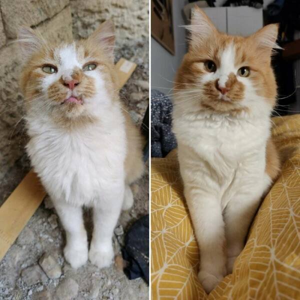 Cats Before And After Adoption (29 pics)