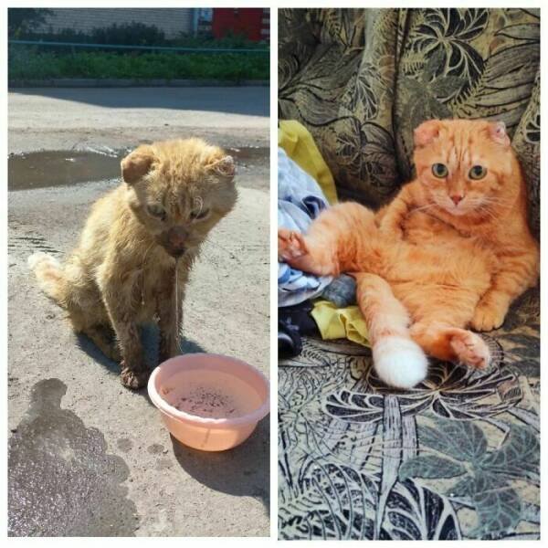 Cats Before And After Adoption (29 pics)