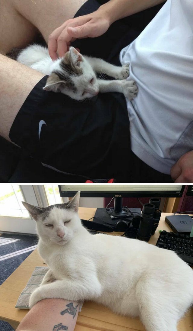 Cats Before And After Adoption (29 pics)