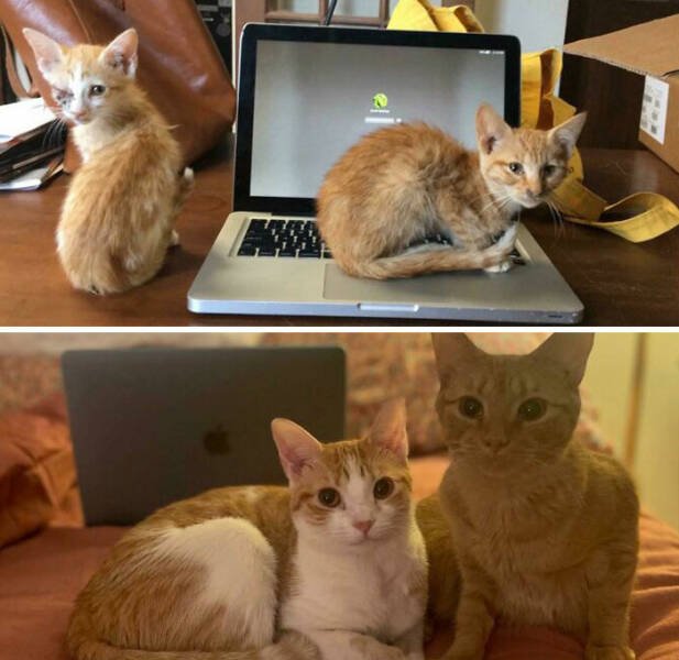 Cats Before And After Adoption (29 pics)