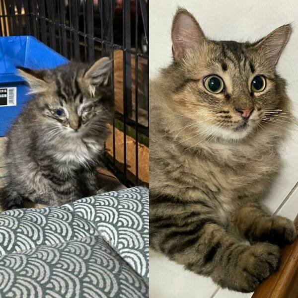 Cats Before And After Adoption (29 pics)