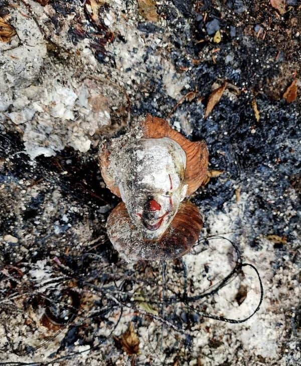Scary Finds (16 pics)