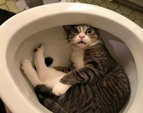 Cute Cats (29 pics)