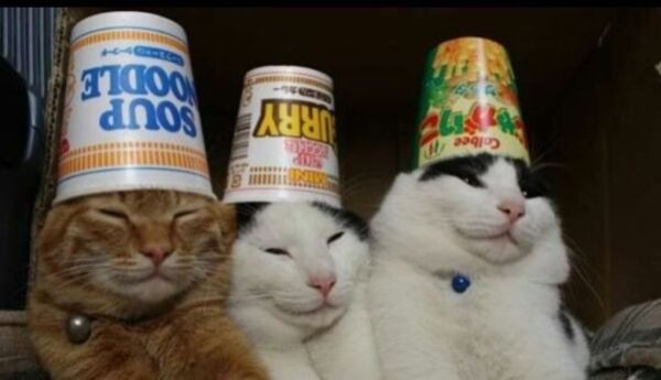 Cute Cats (29 pics)