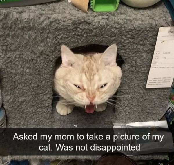 Cute Cats (29 pics)