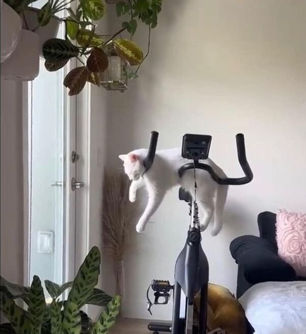 Cute Cats (29 pics)