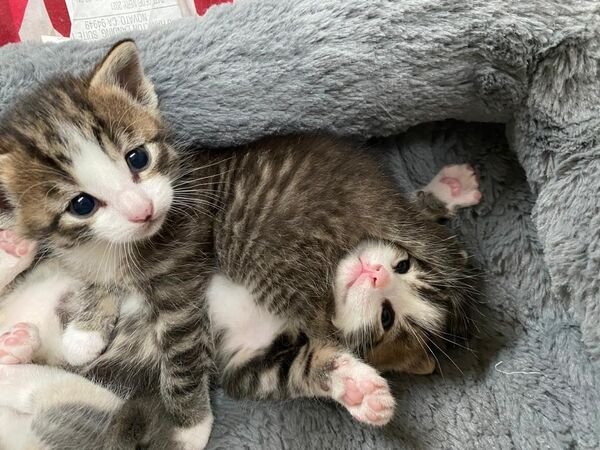 Cute Cats (29 pics)