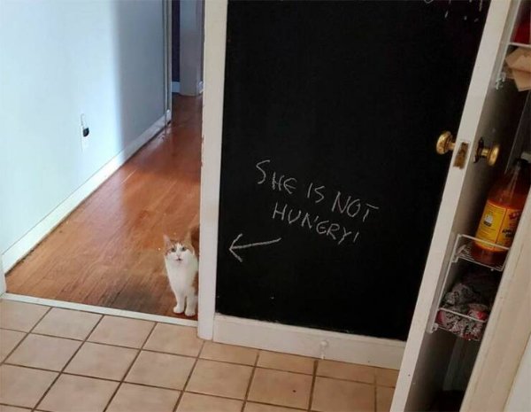 Cute Cats (29 pics)