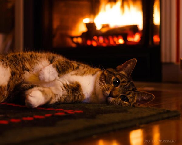 Cute Cats (29 pics)