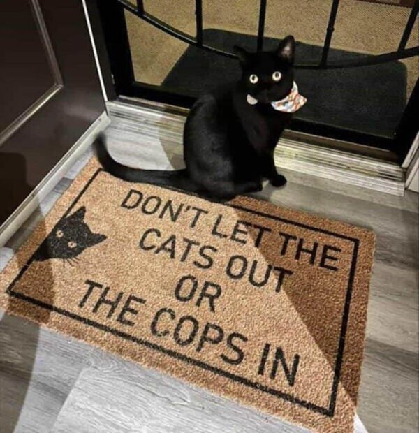 Cute Cats (29 pics)