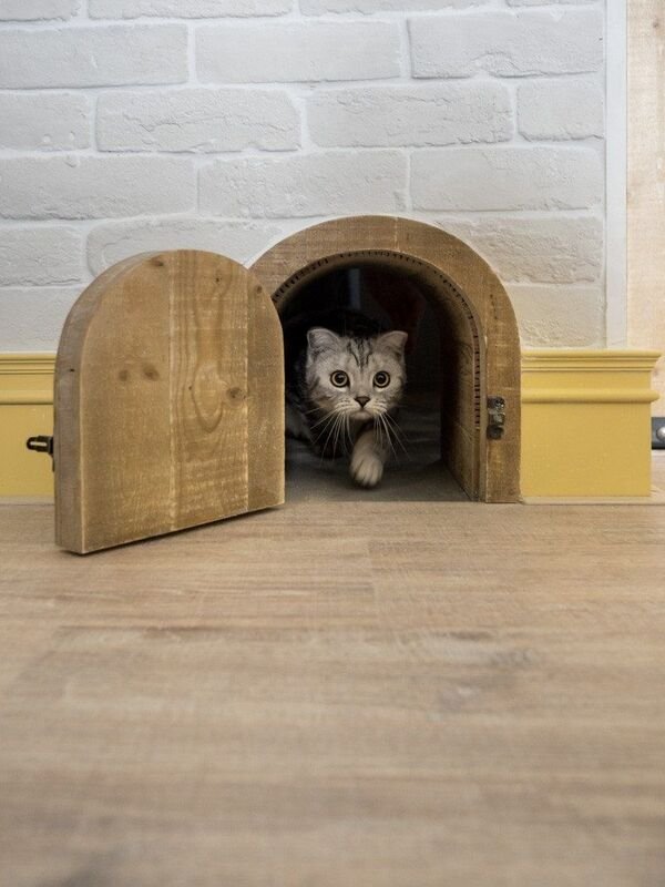 Cute Cats (29 pics)