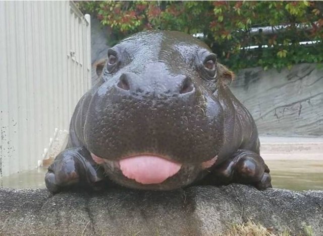 Funny Animals (60 pics)