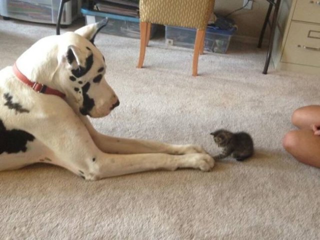 Funny Animals (60 pics)