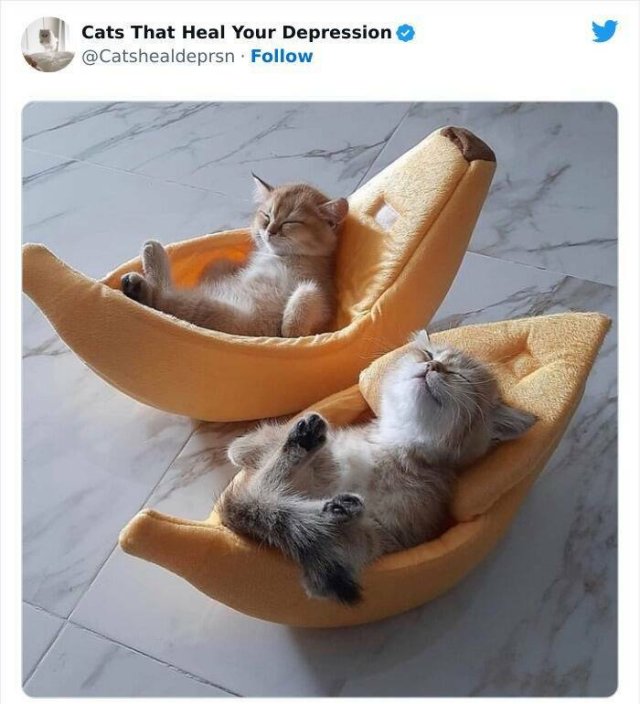 Cute Cats Against Bad Mood (24 pics)