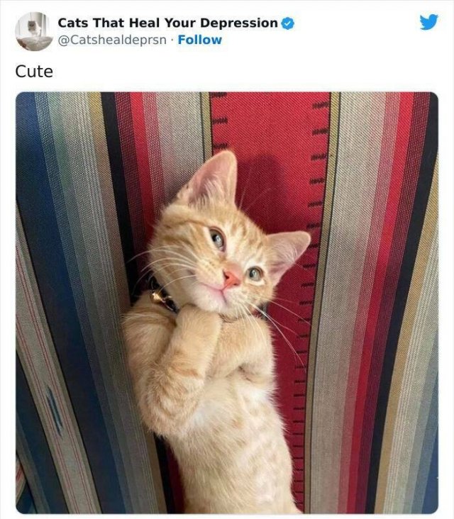 Cute Cats Against Bad Mood (24 pics)