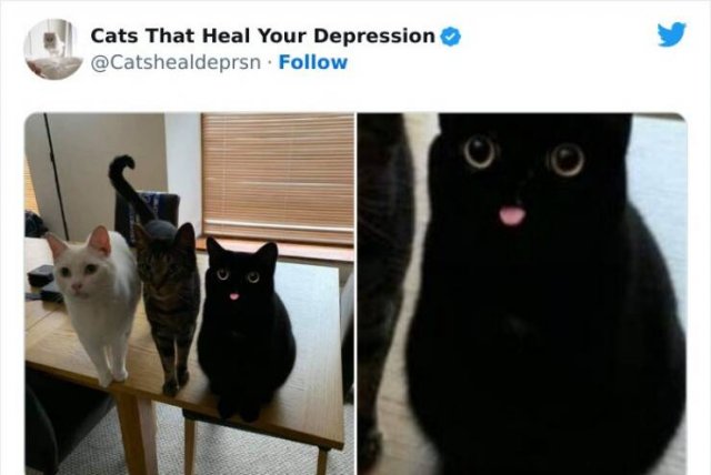 Cute Cats Against Bad Mood (24 pics)