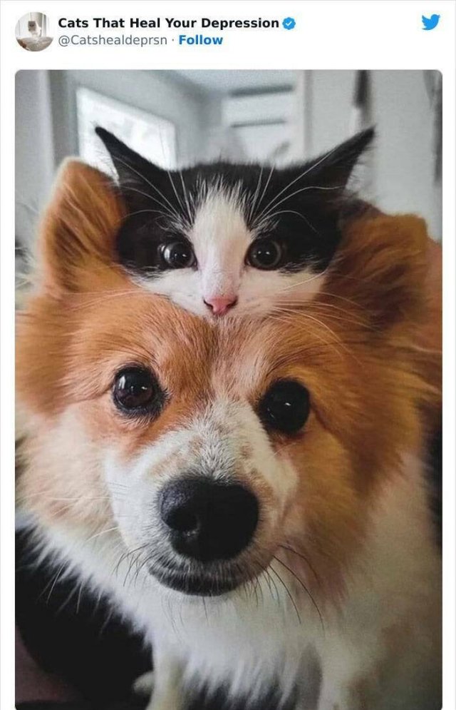 Cute Cats Against Bad Mood (24 pics)