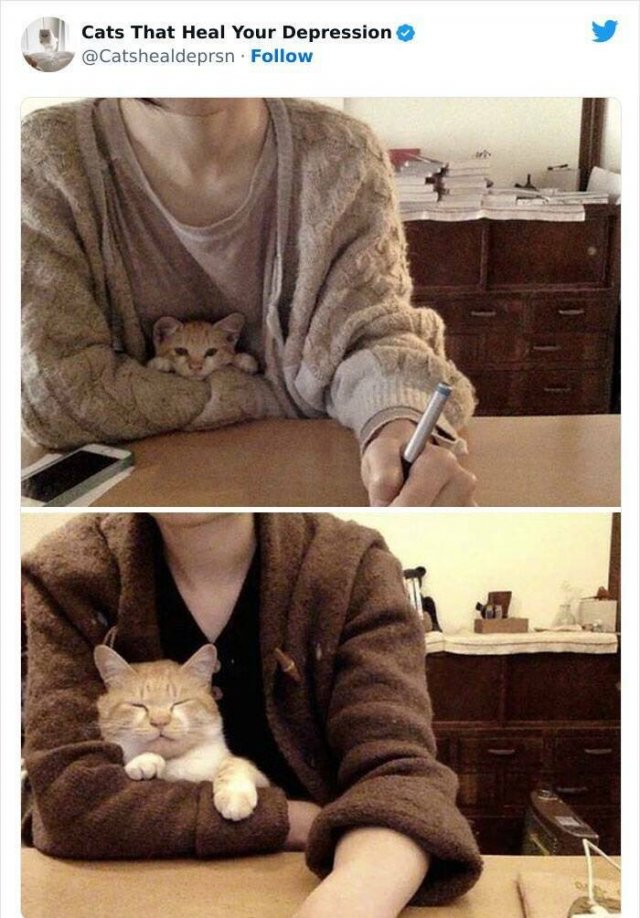 Cute Cats Against Bad Mood (24 pics)