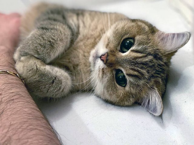 Animals Are Man's Best Friends (48 pics) Animals Are Man's Best Friends (48 pics)