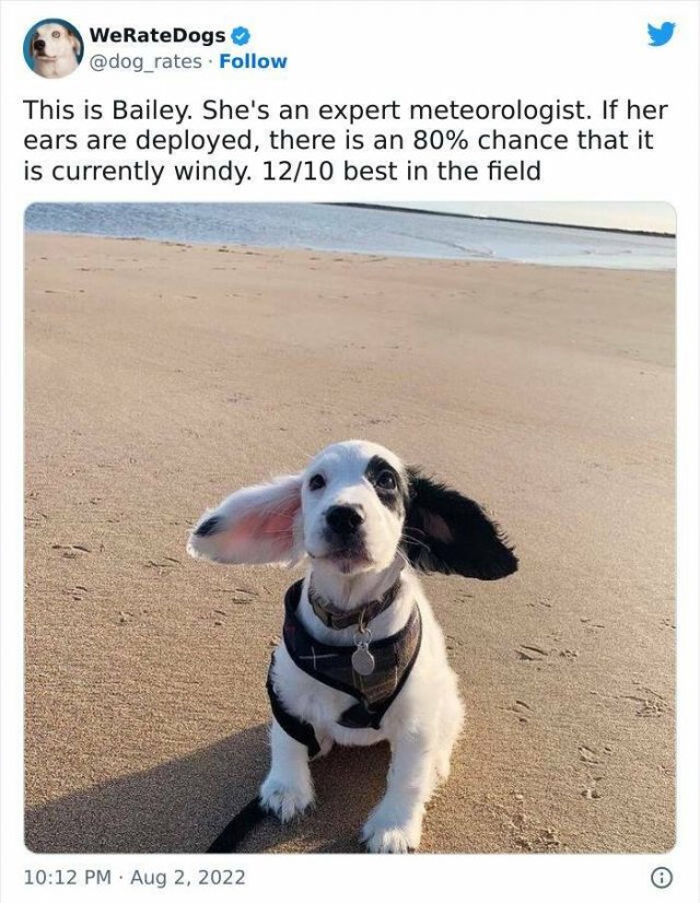 Animals Are Man's Best Friends (48 pics) Animals Are Man's Best Friends (48 pics)
