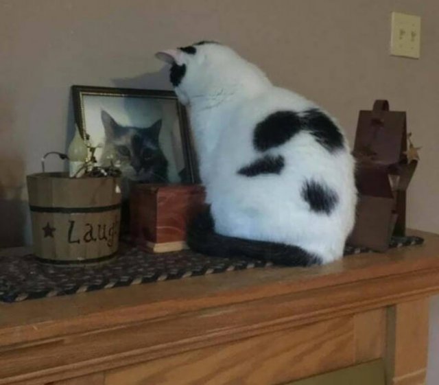 Animals Are Man's Best Friends (48 pics) Animals Are Man's Best Friends (48 pics)