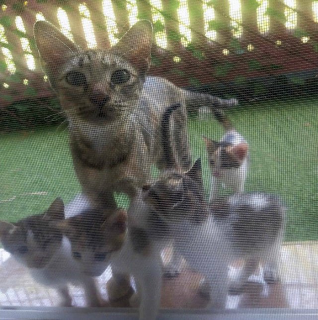 Animals Are Man's Best Friends (48 pics)