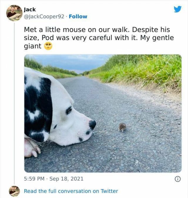 Animals Are Man's Best Friends (48 pics) Animals Are Man's Best Friends (48 pics)