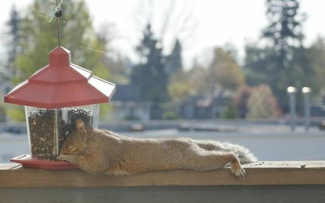 Animals Are Man's Best Friends (48 pics) Animals Are Man's Best Friends (48 pics)
