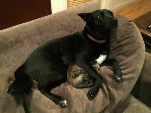 Animals Are Man's Best Friends (48 pics) Animals Are Man's Best Friends (48 pics)