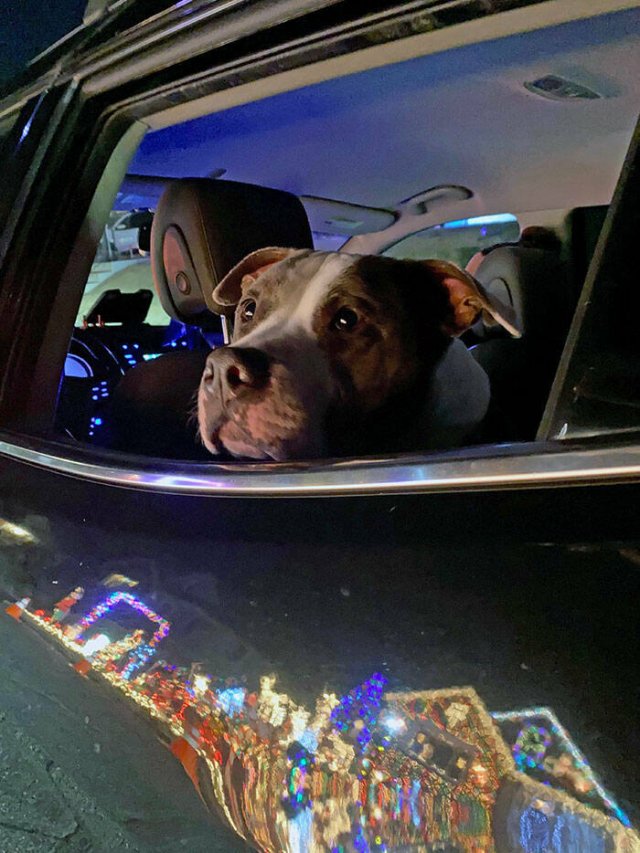 Animals Are Man's Best Friends (48 pics) Animals Are Man's Best Friends (48 pics)