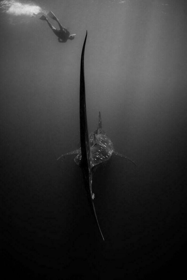 Cool And Creepy Ocean Photos (28 pics)