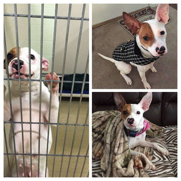 Dogs Before And After Adoption (21 pics)